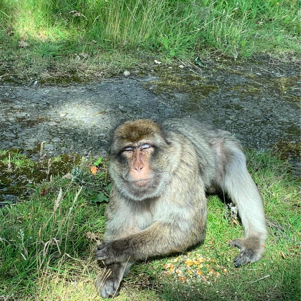 monkey crawling on grass and looking at camera