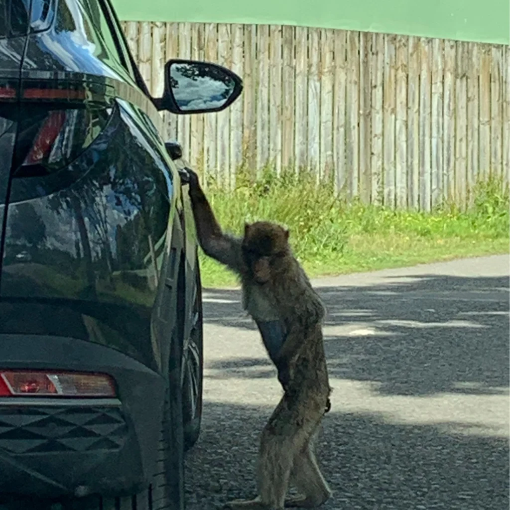 monkey grabbing a car door handle while looking at camera
