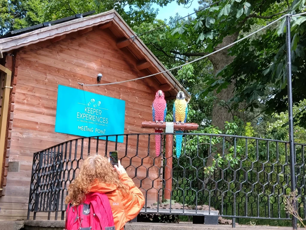 young woman enjoying a day at Edinburgh zoo taking photos of lego parrots