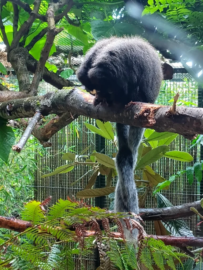 two monkeys sitting in a tree with tails intertwined
