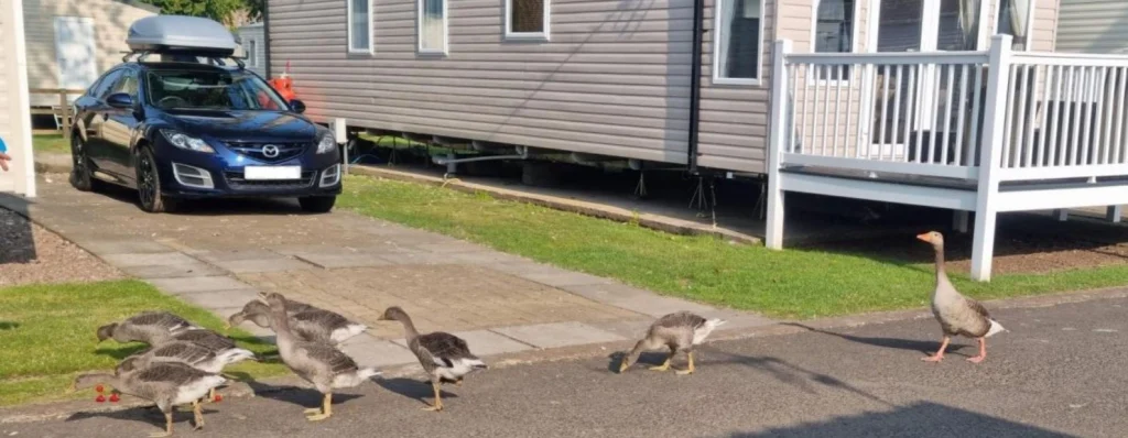 ducks walking along a driveway